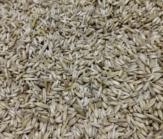 Продам овес.голозерний. - фото № 1