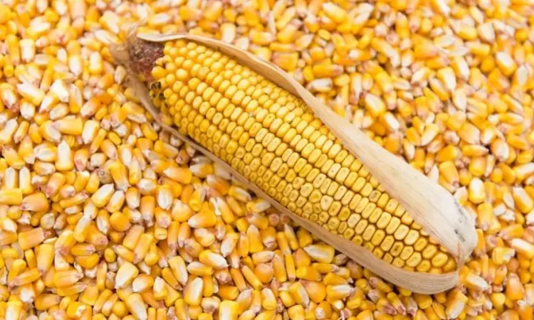 Продам кукурудзу - фото № 1
