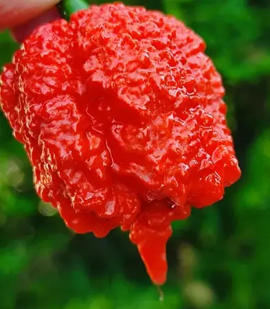Carolina Reaper сверхострый перец сушеный. - фото № 1