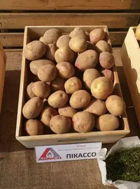 Семенной картофель Пикассо 2,5 кг (1 репродукция) - фото № 1