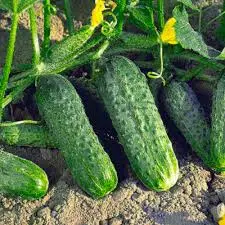 Огірок відкритого ґрунту 9–12 см | Натуральний продукт без гіркоти - фото № 1