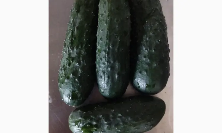 Продам огурец - фото № 1