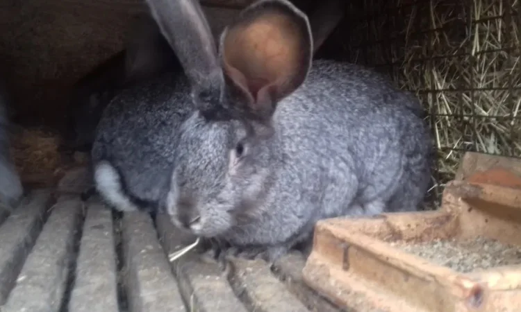 Кролі на розплід, також є кроляче мясо - фото № 2