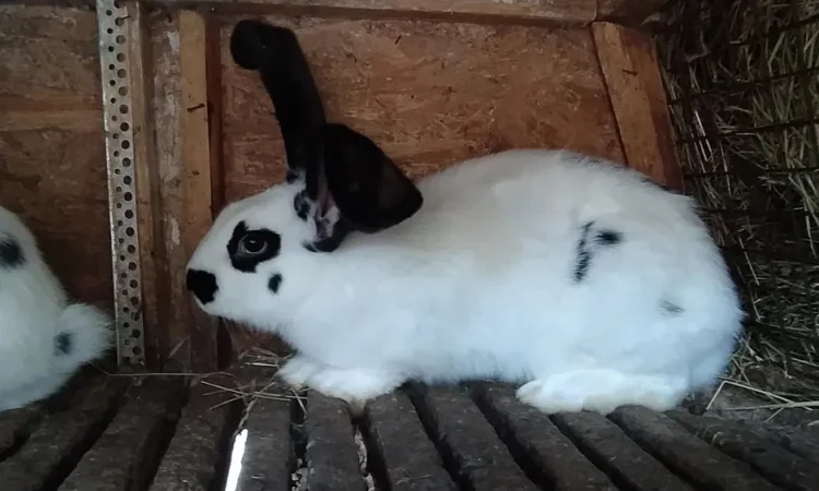 Продаються кролі на розпліт також бите мясо - фото № 1