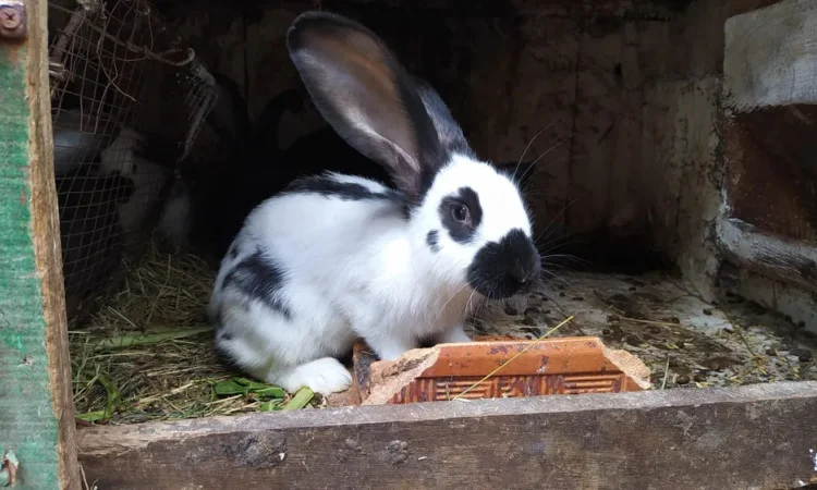 Продаються кролі на розпліт також бите мясо - фото № 2