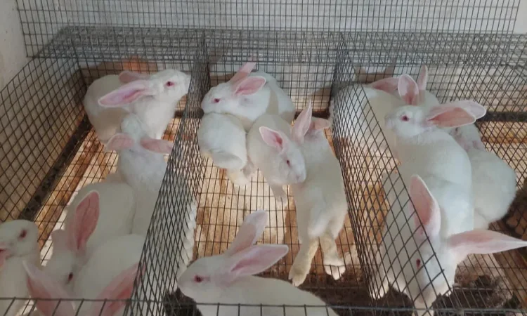 Кролі, термонська біла. Молодняк. - фото № 2