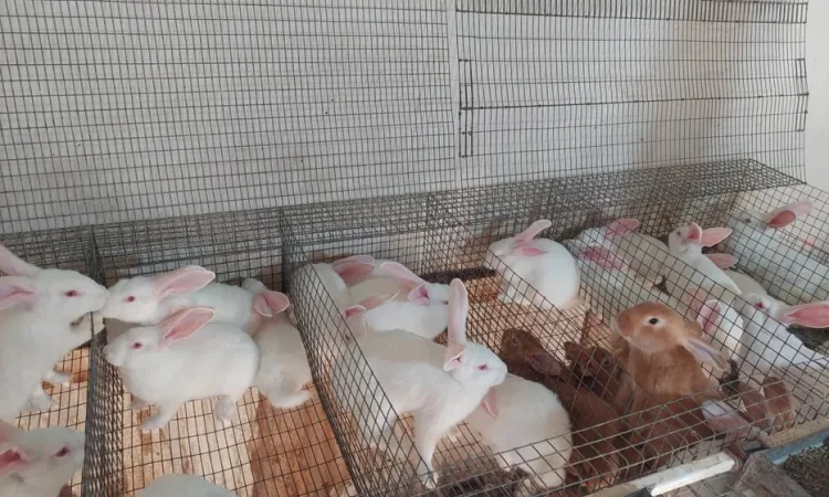 Кролі, термонська біла. Молодняк. - фото № 1