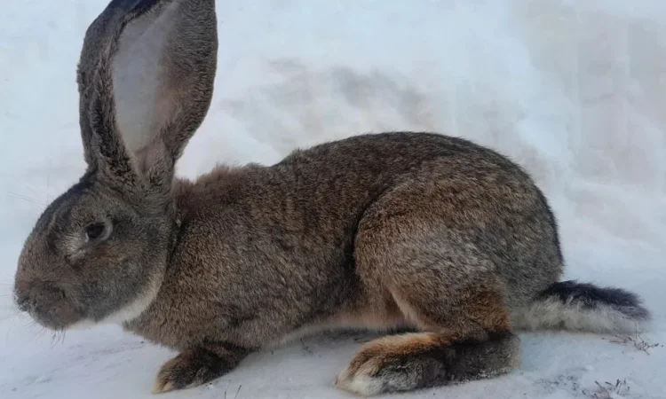 Кролі кроликі кроль - фото № 3