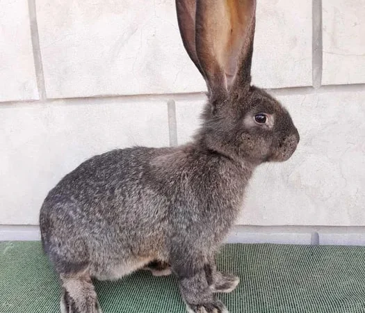 Кролі кроликі Велетні 7 - фото № 2