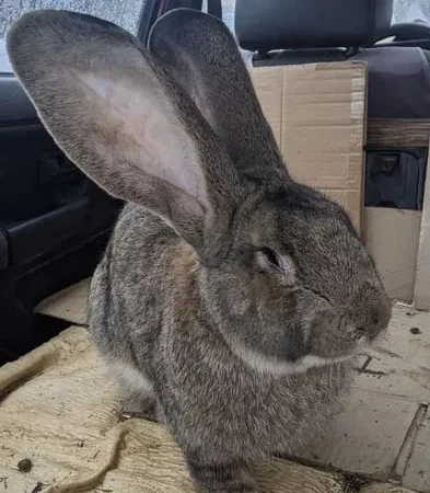 Самчик 7міс.Кролі - фото № 1