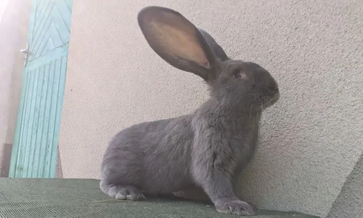 Кролі кроликі голуба вена - фото № 1