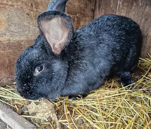 Продаються кролі - фото № 3
