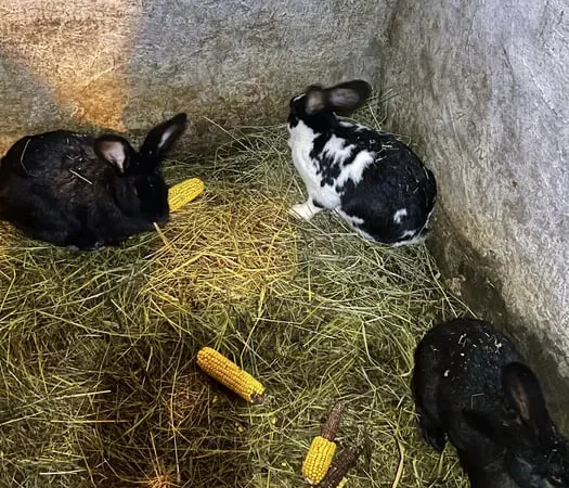 Кролі Німецький Строкач - фото № 2