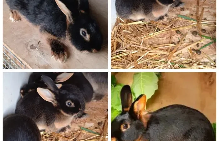 Кролі породи Тан - фото № 1