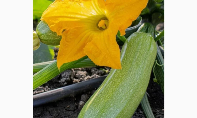 Кабачки на опт та переробку - фото № 1