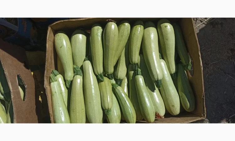 Кабачки на опт та переробку - фото № 2