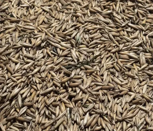 Продам овес на корми - фото № 1