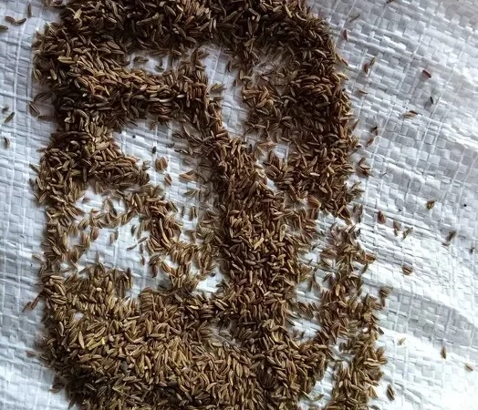 Насіння кмину власного виробництва 1 кг - фото № 1