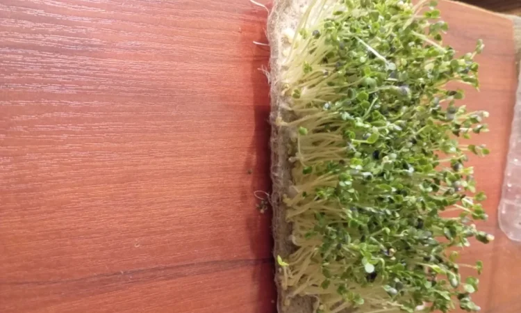Продаж мікрозелені різних культур - фото № 10