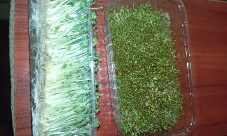 Продаж мікрозелені різних культур - фото № 11