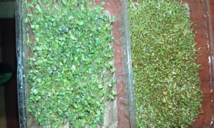 Продаж мікрозелені різних культур - фото № 12