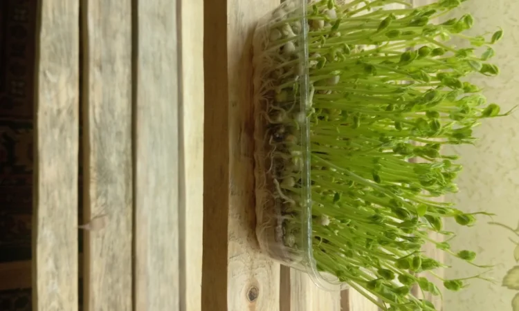 Продаж мікрозелені різних культур - фото № 2