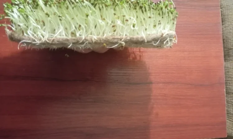 Продаж мікрозелені різних культур - фото № 5