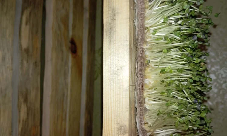 Продаж мікрозелені різних культур - фото № 8