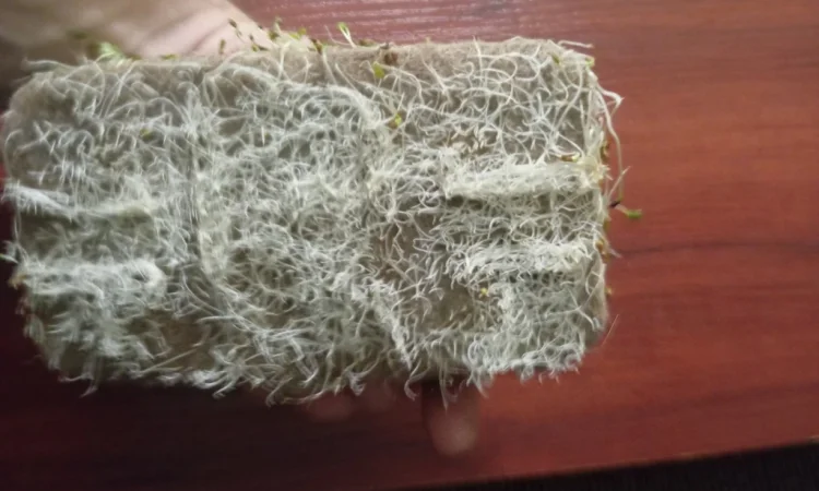 Продаж мікрозелені різних культур - фото № 9