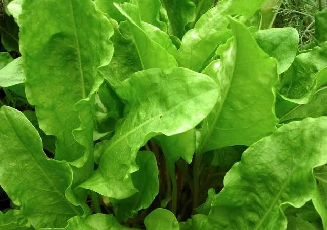 Продаж щавеля широколистого оптом - фото № 1