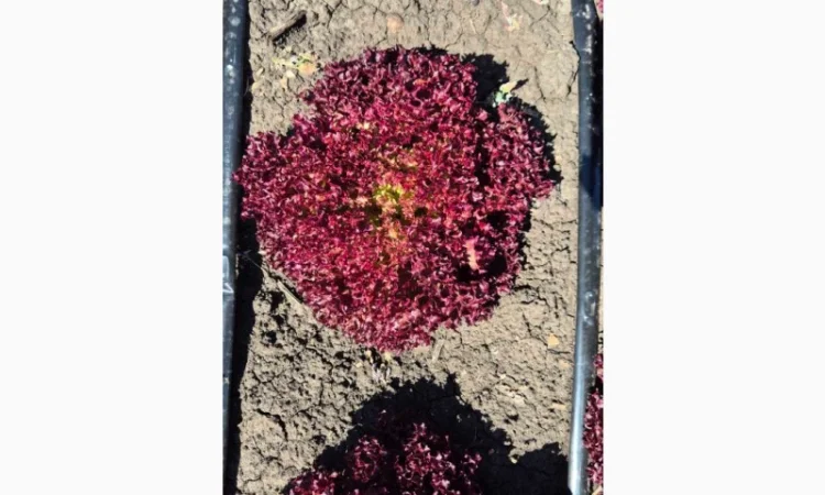 Куплю салат на постійній основі - фото № 1