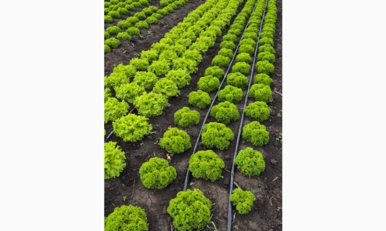 Куплю салат на постійній основі - фото № 2