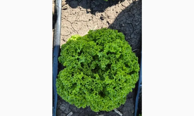 Куплю салат на постійній основі - фото № 3