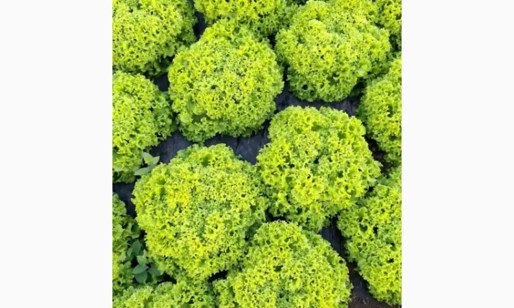 Продам салат Лолки - фото № 2