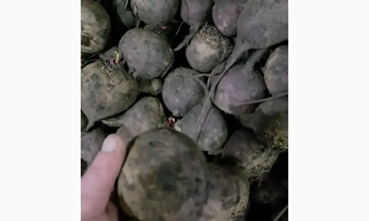 Продам буряк - фото № 3