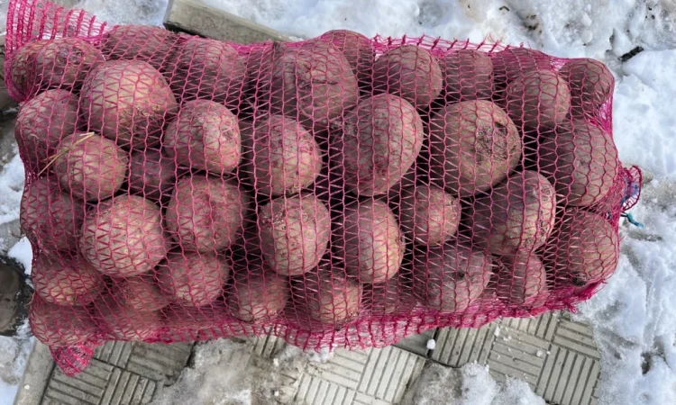 Куплю столовий буряк - фото № 1