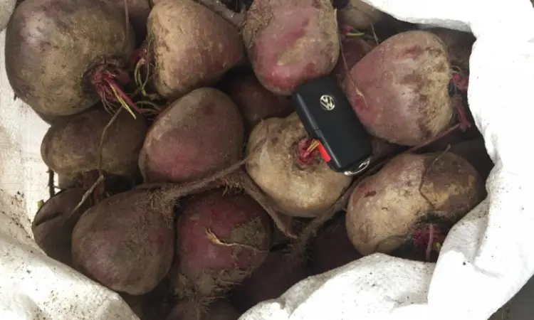 Срочно продам свеклу Детроит и другие сорта оптом - фото № 1