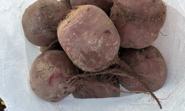 Продам большой буряк - фото № 1