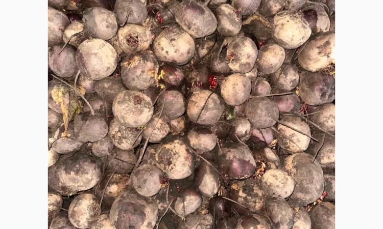 Продаю буряк сорту Камаро - фото № 1