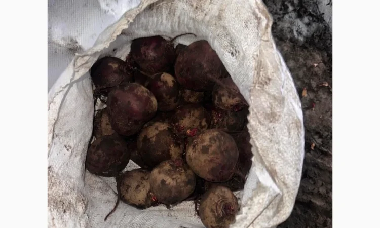 Продаю буряк сорту Камаро - фото № 3