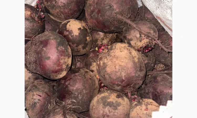 Продаю буряк сорту Камаро - фото № 5