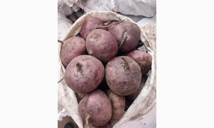 Продам товарний буряк - фото № 1