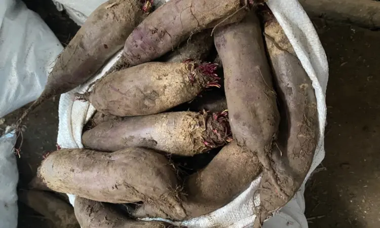 Продам буряк гарної якості. Круглий від 5-12 та є довгий(целиндер) від 4-10 - фото № 2