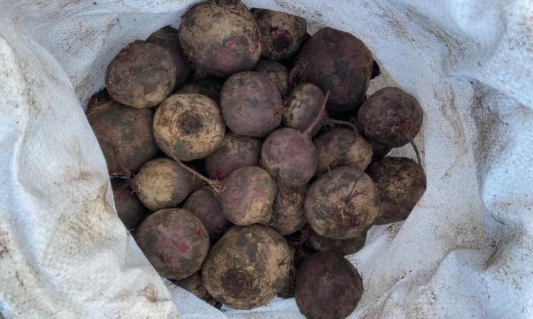 Продаж буряк сорту Камаро - фото № 1