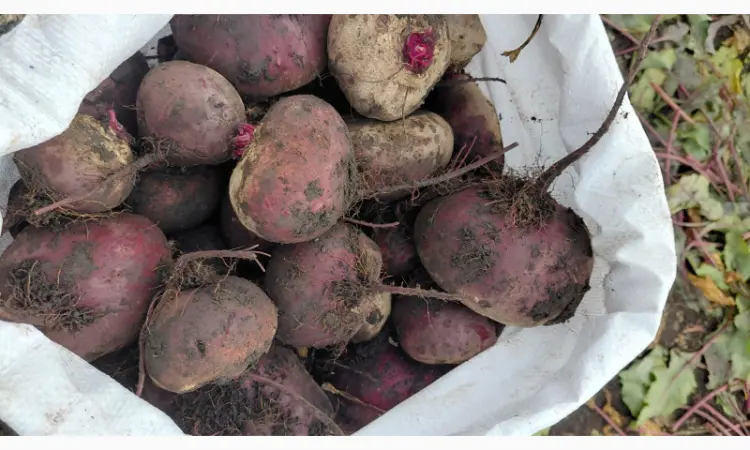 Продам буряк Зепо маю обєм - фото № 1