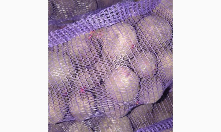 Продаж буряк 2 сорт - фото № 1