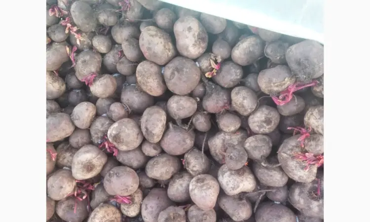 Продам свеклу сорт водан 2 сорт - фото № 2