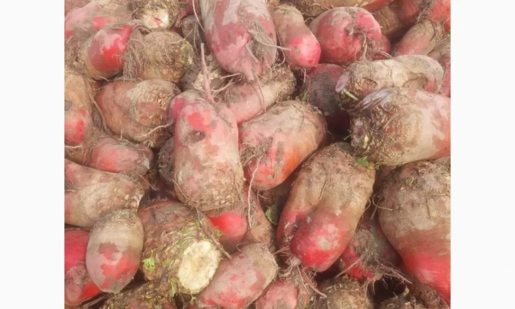 Кормовий буряк на продаж 60 тонн - фото № 1
