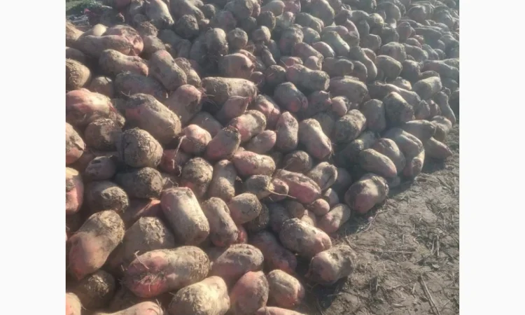 Кормовий буряк на продаж 60 тонн - фото № 2