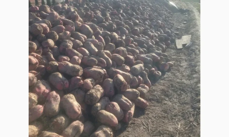 Кормовий буряк на продаж 60 тонн - фото № 3